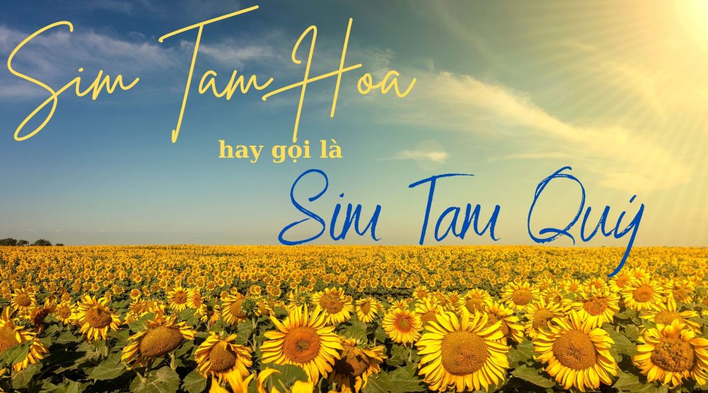 Sim tam hoa hay gọi là sim tam quý